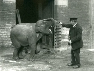 Młoda samica słonia indyjskiego z opiekunem H. Robertsonem, londyńskie zoo, 22 lutego 1922 r.