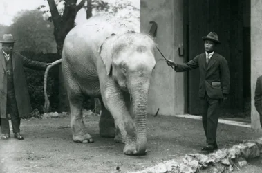 AlbinoWhite Birmese Elephant Pawah z opiekunami, w tym dr Saw Po Min, londyńskie zoo, maj 1926