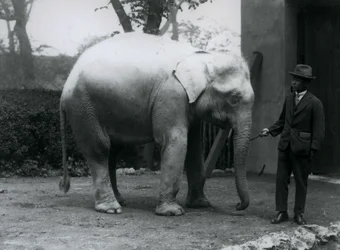 Biały słoń albinos Pawah z dr Saw Po Min, londyńskie zoo, maj 1926 r.