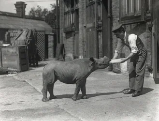 Nosorożec afrykański, Kathlene, i opiekun Harry Warryck w ZSL London Zoo, wrzesień 1928 r.