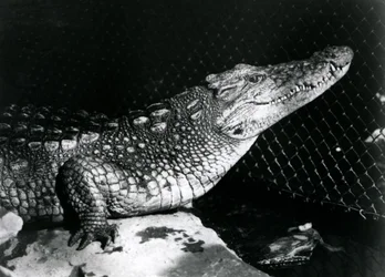 Aligator amerykański w londyńskim zoo we wrześniu 1924 r.