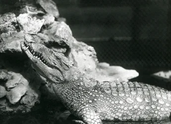 Aligator amerykański odpoczywający w basenie, spoglądający na skały z boku basenu, londyńskie zoo