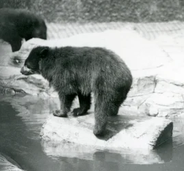 Andyjski niedźwiedź okularowy balansujący na kłodzie w sadzawce, londyńskie zoo, czerwiec 1925