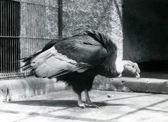 Sęp andyjski stojący na podłodze swojego wybiegu w londyńskim zoo w lipcu 1925 r.
