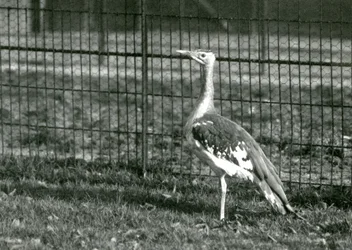 drop arabski stojący na wybiegu w londyńskim zoo, 1924