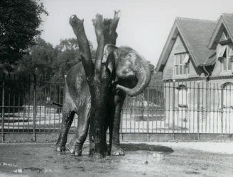 Słoń azjatycki drapiący się za uchem na drapaku w swoim wybiegu, londyńskie zoo