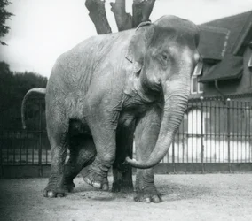 Słoń azjatycki drapie się o martwe drzewo, londyńskie zoo