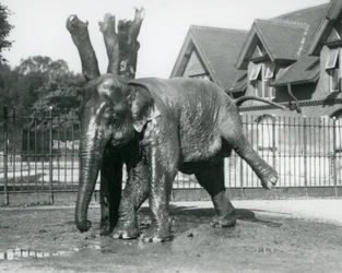 Słoń azjatycki drapie się o martwe drzewo, balansując na trzech nogach, londyńskie zoo