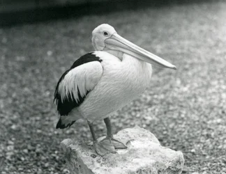 Pelikan australijski stojący na kamieniu w londyńskim zoo w 1929