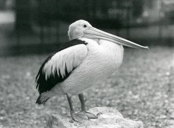 Pelikan australijski stojący na kamieniu w londyńskim zoo w 1929
