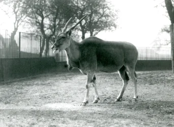 Eland na swoim padoku w londyńskim zoo w czerwcu 1925 r.
