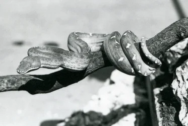 Boa szmaragdowy ze zwiniętym ciałem wzdłuż gałęzi, londyńskie zoo, październik 1928 (zdjęcie czarno-białe)