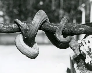 Szmaragdowy boa drzewny z ciałem zwiniętym wzdłuż poziomej gałęzi, patrzący w dół w kierunku ziemi, londyńskie zoo, październik 1928 (zdjęcie czarno-białe)