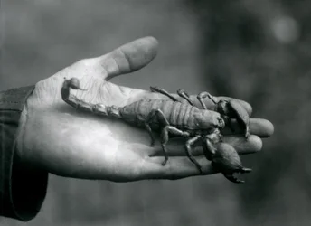 Skorpion cesarski trzymany w dłoni dozorcy, londyńskie zoo, październik 1925