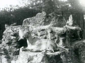 Ibex himalajski odpoczywający na skalnej półce w londyńskim zoo, sierpień 1927 r.
