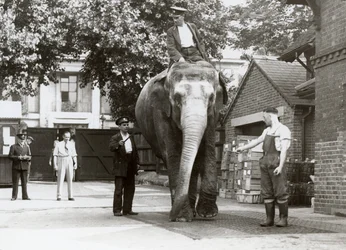 Słoń indyjski ważony przez opiekunów w londyńskim zoo, sierpień 1935 r