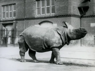 Nosorożec indyjski w londyńskim zoo, 1927
