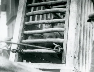 Nosorożec indyjski wygląda z drewnianej skrzyni transportowej po przybyciu do londyńskiego zoo w 1924 roku (zdjęcie czarno-białe)