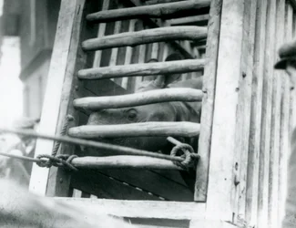 Nosorożec indyjski wygląda z drewnianej skrzyni transportowej po przybyciu do londyńskiego zoo w 1924 r.