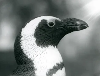 Dorosły pingwin czarnonogi Jackass African Penguin w londyńskim zoo, wrzesień 1925 r