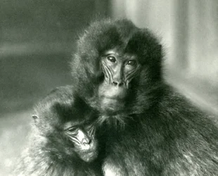 Dorosła i młoda małpa Gelada Bleeding heart w londyńskim zoo w styczniu 1925 r.