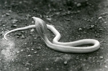 Albinos Indian SpectacledAsianBinocellate Cobra z podniesioną głową i rozłożonym kapturem, Londyńskie Zoo, wrzesień 1924