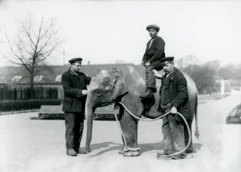 Mały słoń indyjski z opiekunami A. Churchem i H. Robertsonem w londyńskim zoo, czerwiec 1922 r.