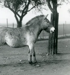 Zagrożony wyginięciem dziki koń Przewalskiego stojący na wybiegu w londyńskim zoo, październik 1927 r.