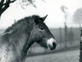 Zagrożony wyginięciem dziki koń Przewalskiego stojący na wybiegu w londyńskim zoo, październik 1927 r.
