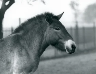 Zagrożony wyginięciem dziki koń Przewalskiego stojący na wybiegu w londyńskim zoo, październik 1927 r.