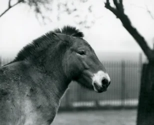 Zagrożony wyginięciem dziki koń Przewalskiego stojący na wybiegu w londyńskim zoo, październik 1927 r.