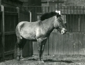 Zagrożony wyginięciem dziki koń Przewalskiego stojący na jego padoku w londyńskim zoo w 1927 r.
