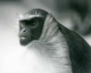 Zagrożona małpa Roloway w londyńskim zoo, 1927