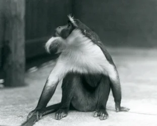 Zagrożona koczkodanica białobroda siedząca na ziemi, patrząca w górę i trzymająca swój ogon, londyńskie zoo, 1927
