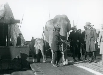 Słonie azjatyckie wysiadające z łodzi w drodze do londyńskiego zoo w 1927 r.