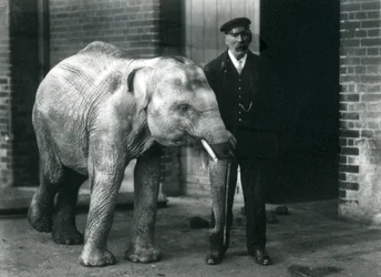 Mały słoń azjatycki z opiekunem Charlesem Eyelesem, londyńskie zoo, listopad 1915