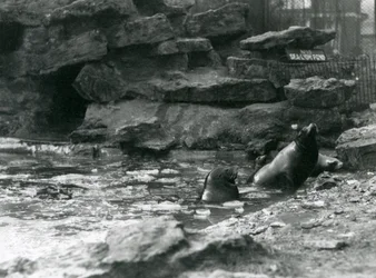 California Sea Lions z lodem na swoim basenie, londyńskie zoo