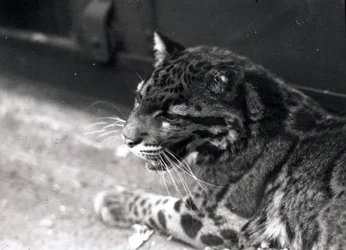Pantera zachmurzona, 1922