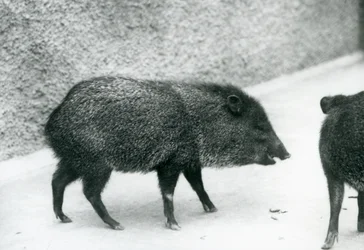 Pekariusze z kołnierzykiem w londyńskim zoo, 1927