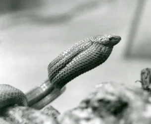 Wąż jedzący jajka w londyńskim zoo w 1930 r. (zdjęcie czarno-białe)