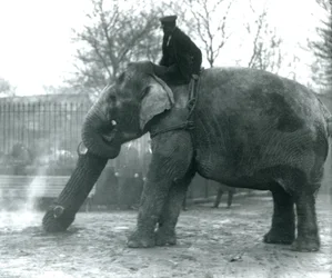 Samica słonia azjatyckiego, „Indiarani”, porusza drewno swoim pniem, podczas gdy jej opiekun siedzi na jej plecach, kierując ją, londyńskie zoo