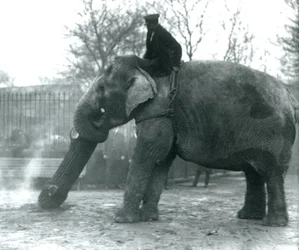 Samica słonia azjatyckiego, Indiarani, poruszająca drewnem z trąbą, podczas gdy jej opiekun siedzi na jej plecach, kierując ją, londyńskie zoo, 1925