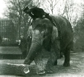 Samica słonia azjatyckiego, Indiarani, poruszająca drewnem z trąbą, podczas gdy jej opiekun siedzi na jej plecach, kierując ją, londyńskie zoo, 1925