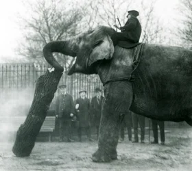 Samica słonia azjatyckiego, Indiarani, poruszająca drewnem z trąbą, podczas gdy jej opiekun siedzi na jej plecach, kierując ją, londyńskie zoo, 1925