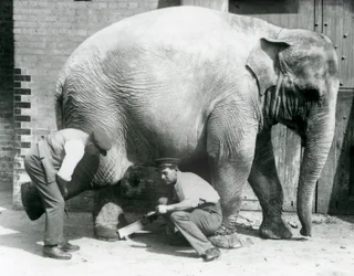 Samica słonia azjatyckiego Sundermalah, której opiekunowie przycinali stopy w londyńskim zoo, sierpień 1926 r.