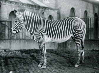 Samica zebry szarawej lub zebry cesarskiej, Jennie stojąca na wybiegu w londyńskim zoo, 1927 r.