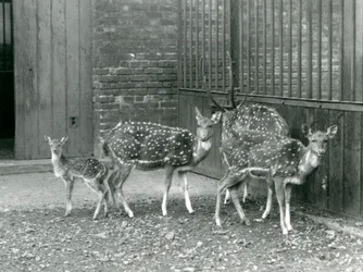Cztery jelenie Axis, w tym jeleń z porożem i młody, w londyńskim zoo w 1926 r. (zdjęcie czarno-białe)