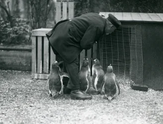Gentoo Penguins z opiekunem Albertem Whitem, londyńskie zoo, ok. 1914