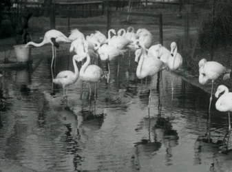 Większe flamingi na swoim stawie w londyńskim zoo, 1926