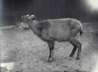 Himalayan Goral w londyńskim zoo, 1914.